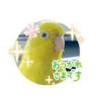 マメルリハ達26（個別スタンプ：38）