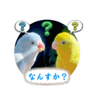 マメルリハ達26（個別スタンプ：40）
