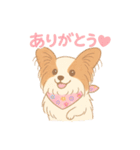 パピヨン あるちゃん 日常会話（個別スタンプ：1）