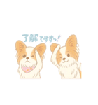 パピヨン あるちゃん 日常会話（個別スタンプ：13）