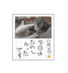 ぽんずときなこの毎日（個別スタンプ：6）
