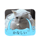 ぽんずときなこの毎日（個別スタンプ：9）