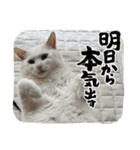 ぽんずときなこの毎日（個別スタンプ：13）