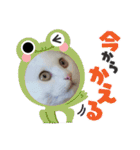 ぽんずときなこの毎日（個別スタンプ：16）