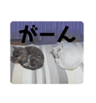 ぽんずときなこの毎日（個別スタンプ：21）