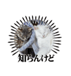 ぽんずときなこの毎日（個別スタンプ：22）