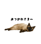 シールポイントのシャム猫（個別スタンプ：3）