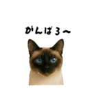 シールポイントのシャム猫（個別スタンプ：9）