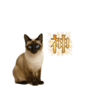 シールポイントのシャム猫（個別スタンプ：11）