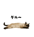 シールポイントのシャム猫（個別スタンプ：13）