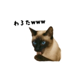 シールポイントのシャム猫（個別スタンプ：14）