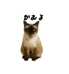 シールポイントのシャム猫（個別スタンプ：15）