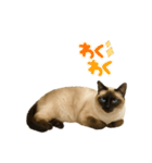 シールポイントのシャム猫（個別スタンプ：19）