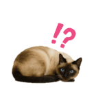 シールポイントのシャム猫（個別スタンプ：20）