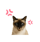 シールポイントのシャム猫（個別スタンプ：21）