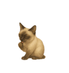 シールポイントのシャム猫（個別スタンプ：24）