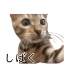 猫のむぎちゃん！（個別スタンプ：1）