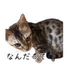 猫のむぎちゃん！（個別スタンプ：2）