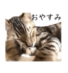 猫のむぎちゃん！（個別スタンプ：3）