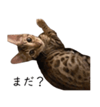 猫のむぎちゃん！（個別スタンプ：4）