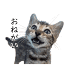 猫のむぎちゃん！（個別スタンプ：5）