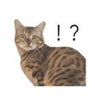 猫のむぎちゃん！（個別スタンプ：6）