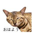 猫のむぎちゃん！（個別スタンプ：7）