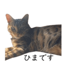 猫のむぎちゃん！（個別スタンプ：9）
