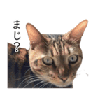 猫のむぎちゃん！（個別スタンプ：10）