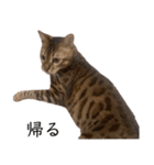 猫のむぎちゃん！（個別スタンプ：12）
