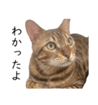 猫のむぎちゃん！（個別スタンプ：13）