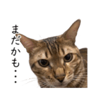 猫のむぎちゃん！（個別スタンプ：14）