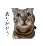 猫のむぎちゃん！（個別スタンプ：15）