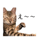 猫のむぎちゃん！（個別スタンプ：16）
