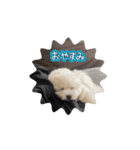 おもちの日常【1】（個別スタンプ：1）