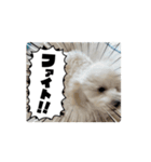 おもちの日常【1】（個別スタンプ：2）