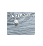 おもちの日常【1】（個別スタンプ：3）
