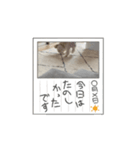 おもちの日常【1】（個別スタンプ：8）