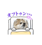モコモコ、ミルミル、キララ、コロン（個別スタンプ：1）