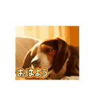 動く・びぃ〜ぐる犬☆（個別スタンプ：1）