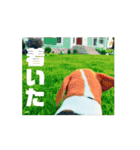 動く・びぃ〜ぐる犬☆（個別スタンプ：2）