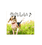 動く・びぃ〜ぐる犬☆（個別スタンプ：5）