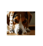 動く・びぃ〜ぐる犬☆（個別スタンプ：7）