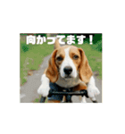 動く・びぃ〜ぐる犬☆（個別スタンプ：11）