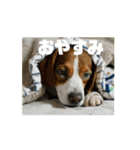 動く・びぃ〜ぐる犬☆（個別スタンプ：16）