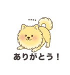 名前入りポメラニアンクリーム（個別スタンプ：1）