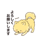 名前入りポメラニアンクリーム（個別スタンプ：3）