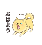 名前入りポメラニアンクリーム（個別スタンプ：4）