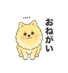 名前入りポメラニアンクリーム（個別スタンプ：11）