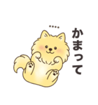 名前入りポメラニアンクリーム（個別スタンプ：16）